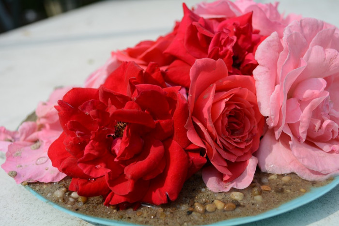 장미 - Rose, Rosa hybrida