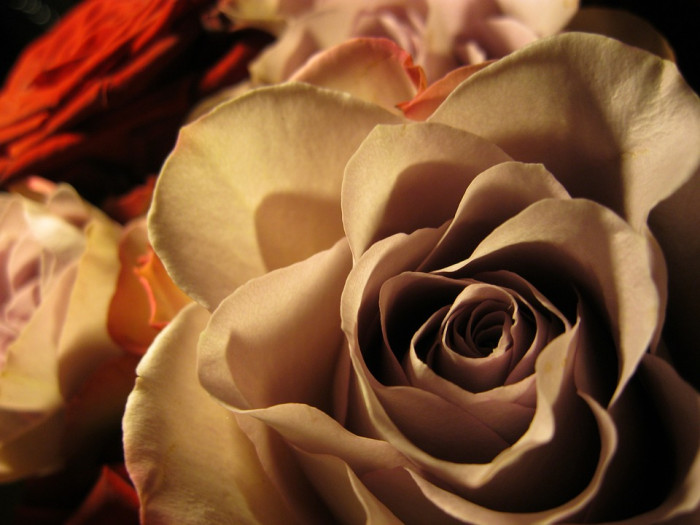 장미 - Rose, Rosa hybrida