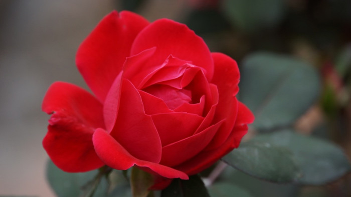 장미 - Rose, Rosa hybrida