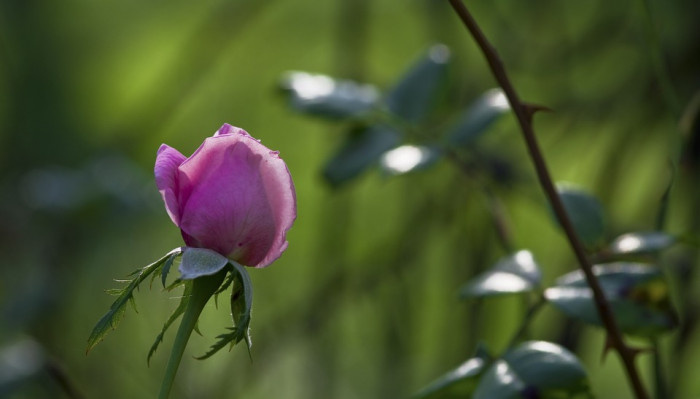 장미 - Rose, Rosa hybrida