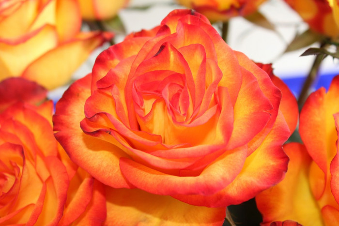 장미 - Rose, Rosa hybrida