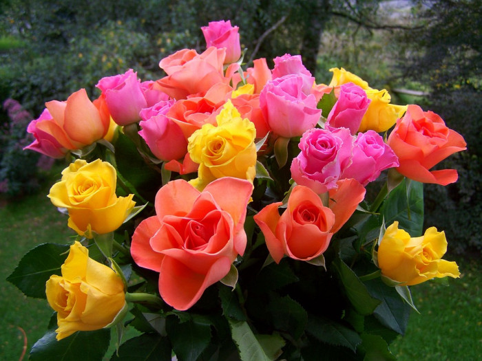 장미 - Rose, Rosa hybrida