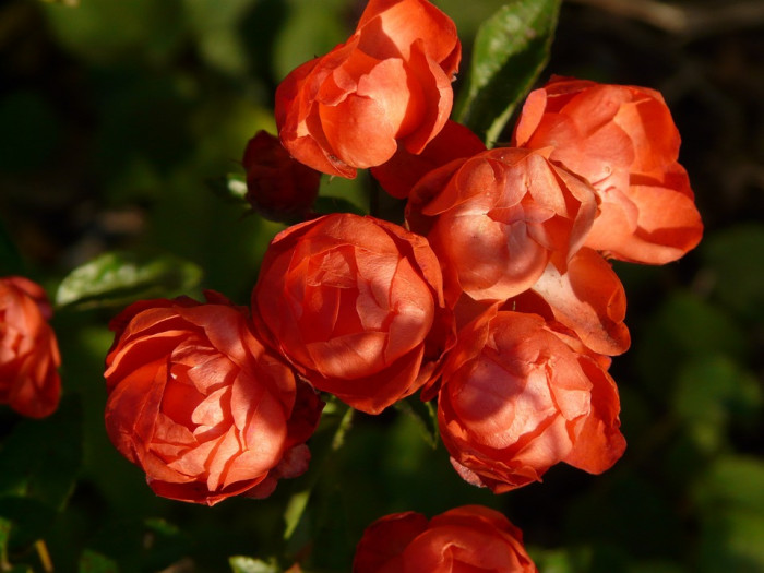 장미 - Rose, Rosa hybrida
