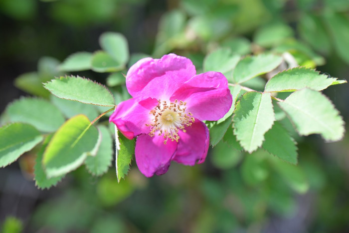 장미 - Rose, Rosa hybrida