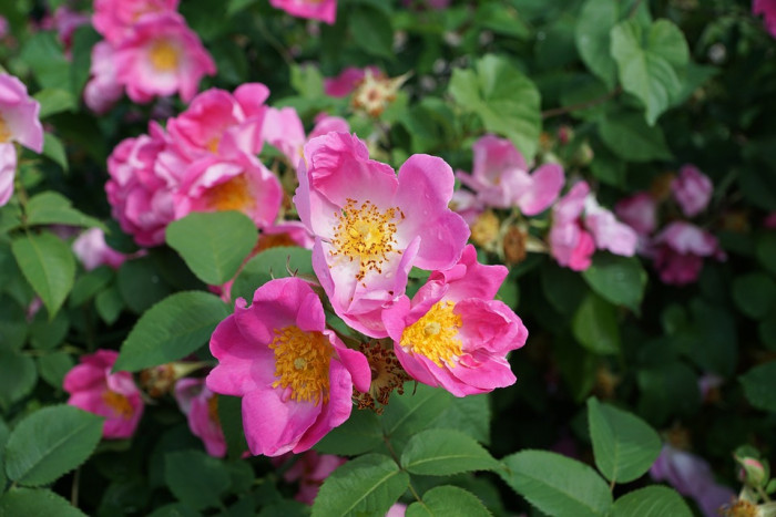장미 - Rose, Rosa hybrida