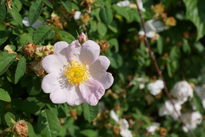 장미 - Rose, Rosa hybrida