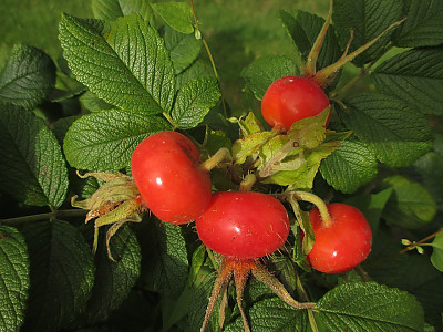 해당화 사진 - Rosa rugosa Photos