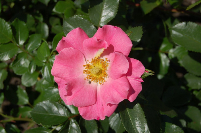 장미 - Rose, Rosa hybrida