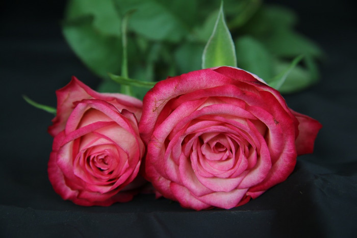 장미 - Rose, Rosa hybrida