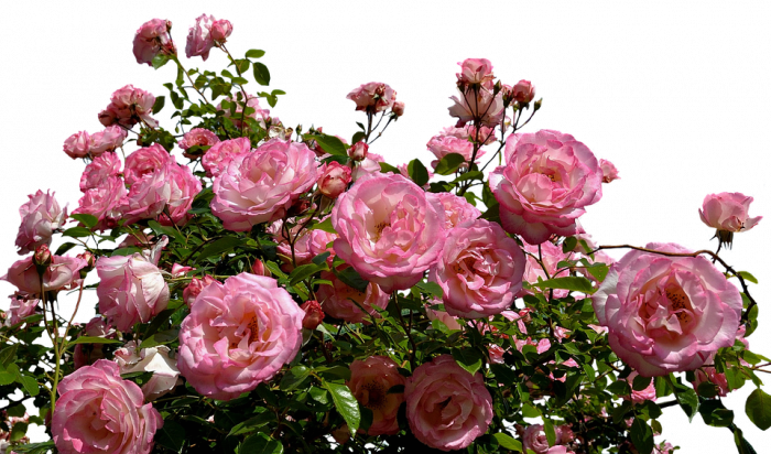 장미 - Rose, Rosa hybrida