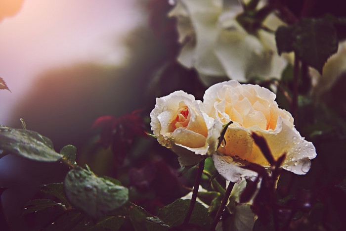 장미 - Rose, Rosa hybrida