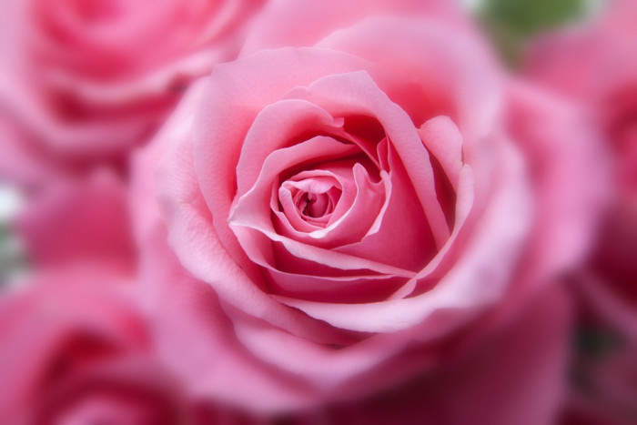 장미 - Rose, Rosa hybrida