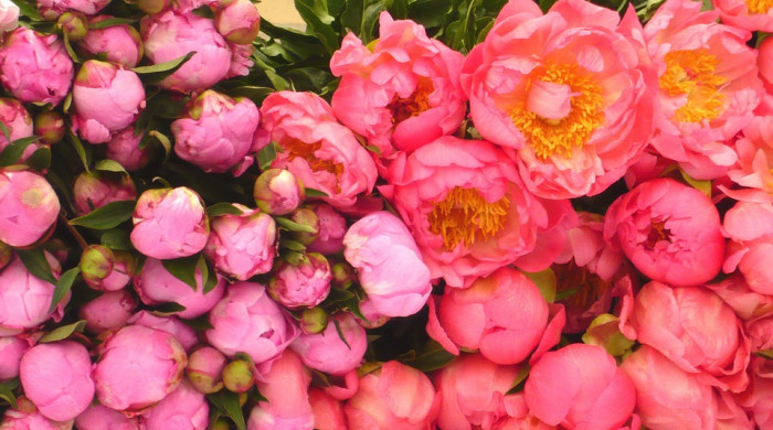 장미 - Rose, Rosa hybrida