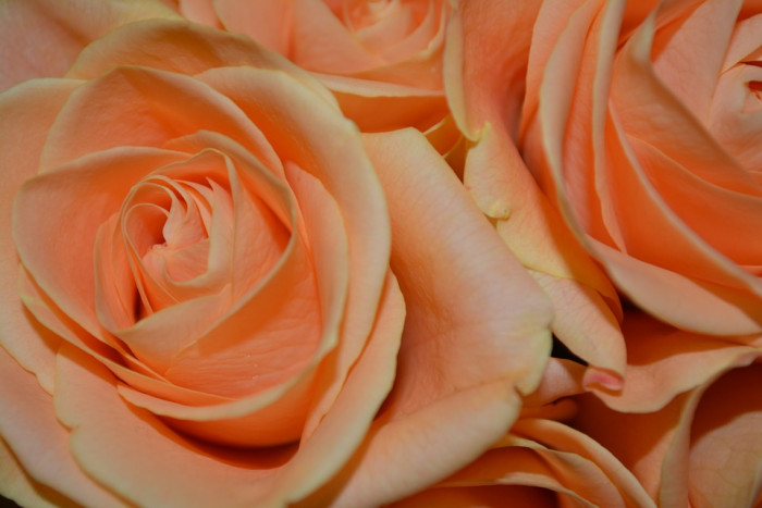 장미 - Rose, Rosa hybrida