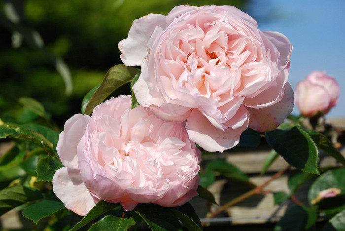 장미 - Rose, Rosa hybrida