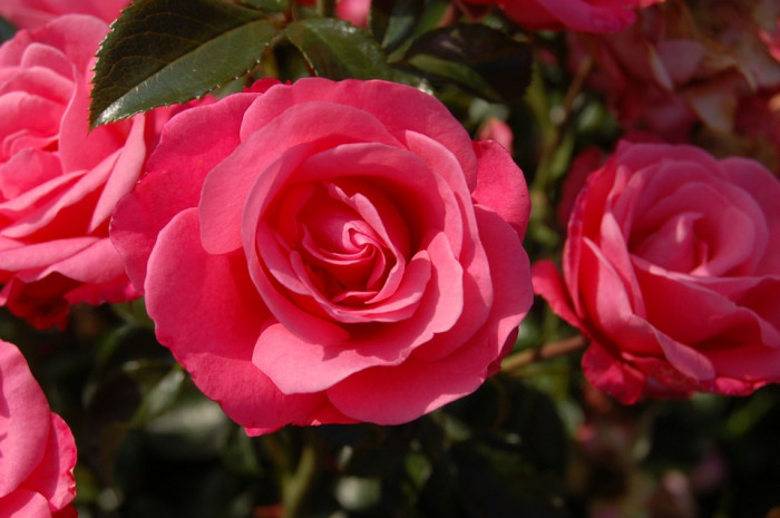 장미 - Rose, Rosa hybrida