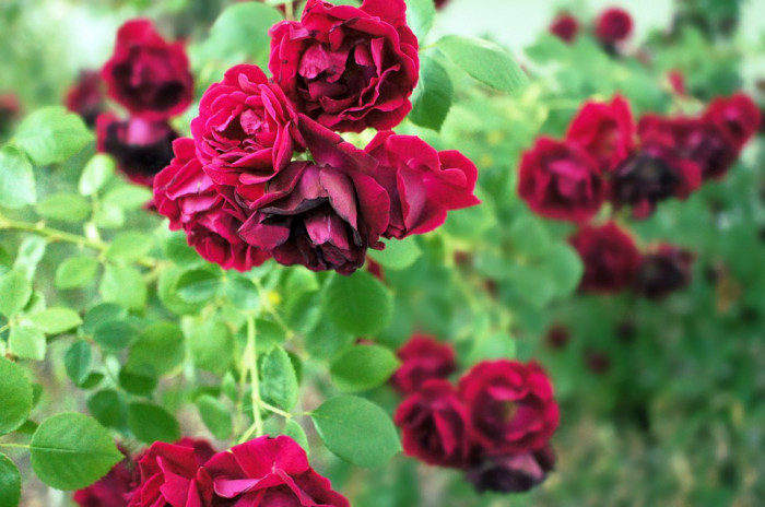 장미 - Rose, Rosa hybrida