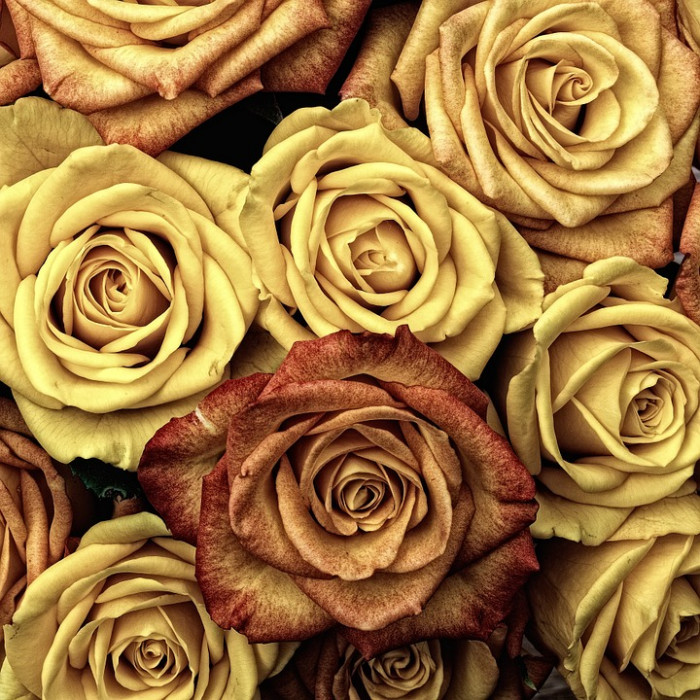 장미 - Rose, Rosa hybrida