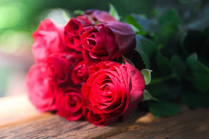 장미 - Rose, Rosa hybrida