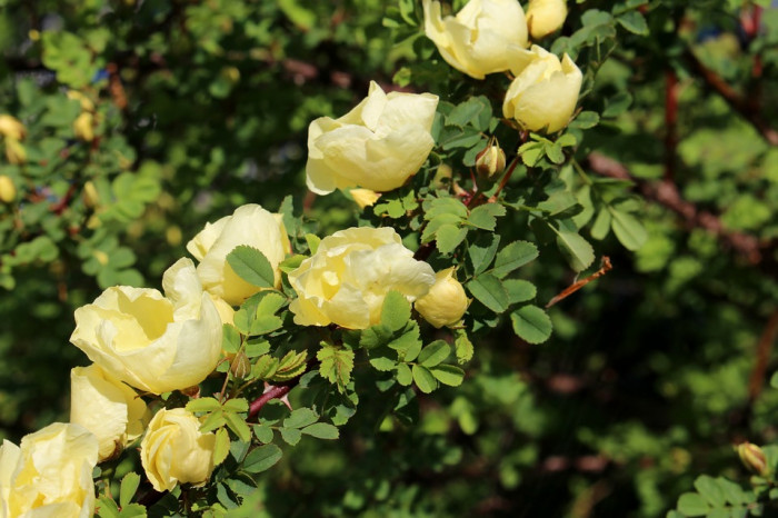 장미 - Rose, Rosa hybrida