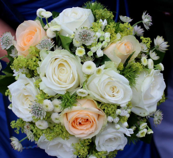 장미 - Rose, Rosa hybrida