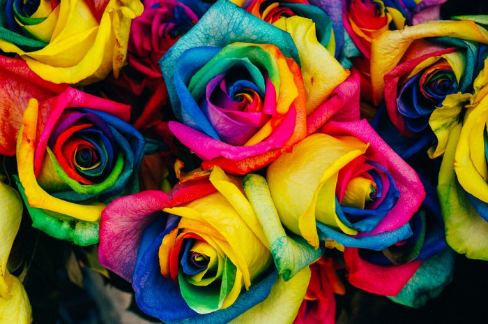 장미 - Rose, Rosa hybrida
