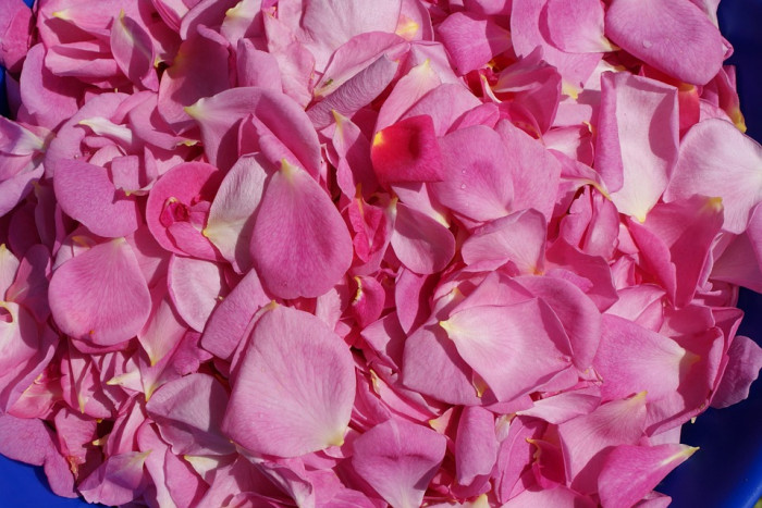 장미 - Rose, Rosa hybrida