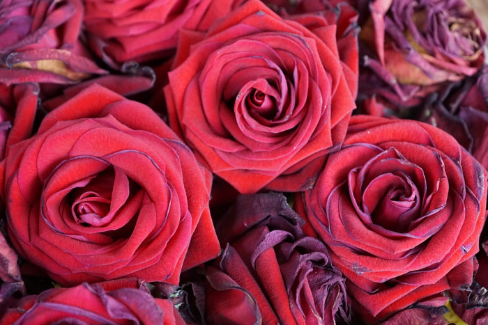 장미 - Rose, Rosa hybrida