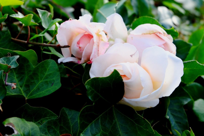 장미 - Rose, Rosa hybrida