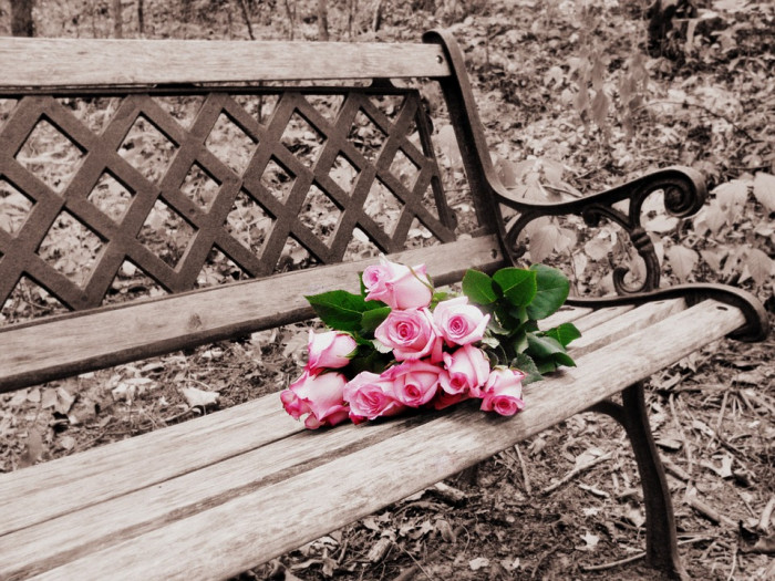 장미 - Rose, Rosa hybrida