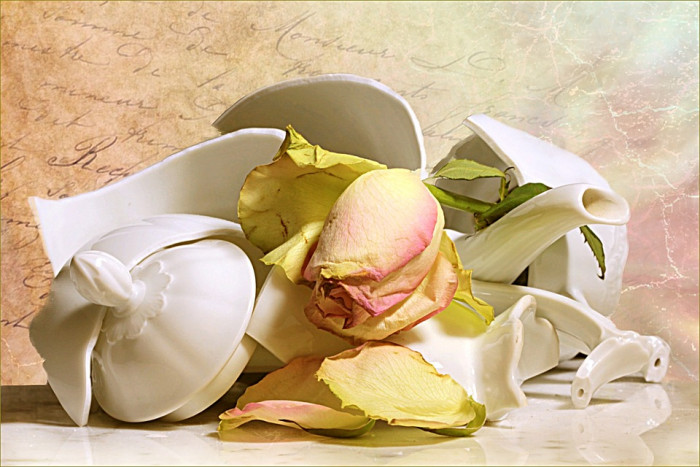 장미 - Rose, Rosa hybrida