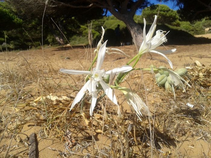 백합 - Lily, Lilium longiflorum Thunb.