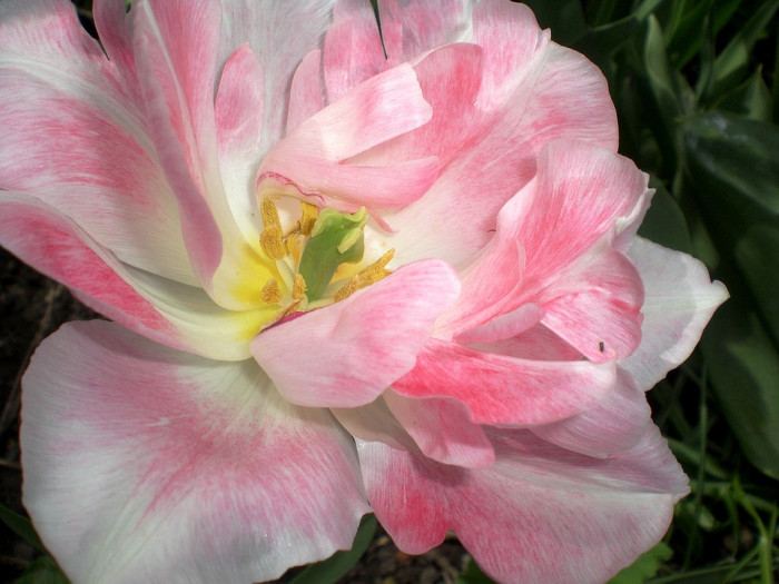 장미 - Rose, Rosa hybrida