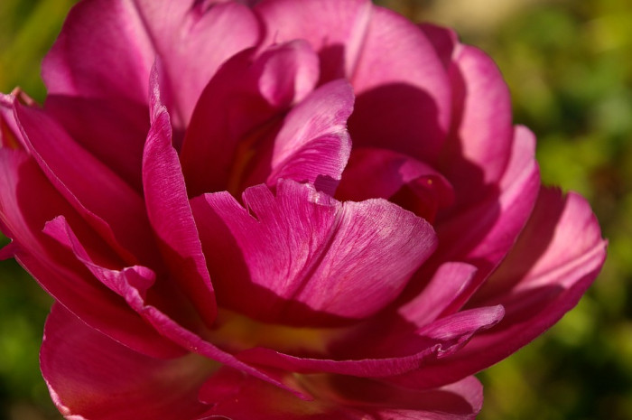 장미 - Rose, Rosa hybrida