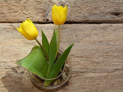 튤립 사진 - Tulipa gesneriana Photos