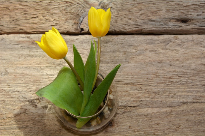 튤립 - Tulip, Tulipa gesneriana