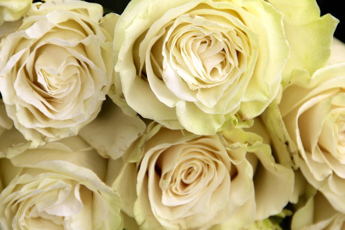 장미 - Rose, Rosa hybrida