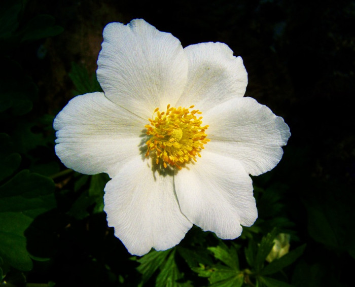 장미 - Rose, Rosa hybrida