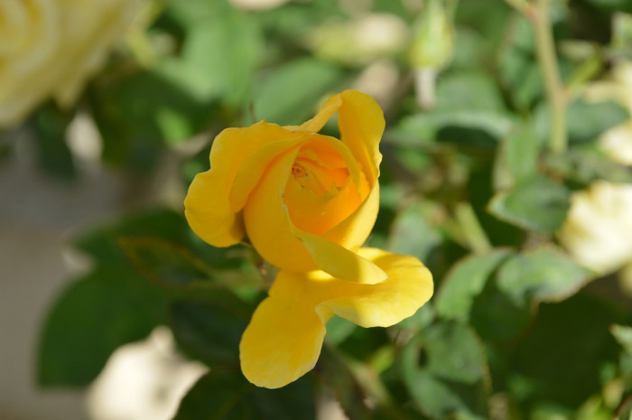 장미 - Rose, Rosa hybrida