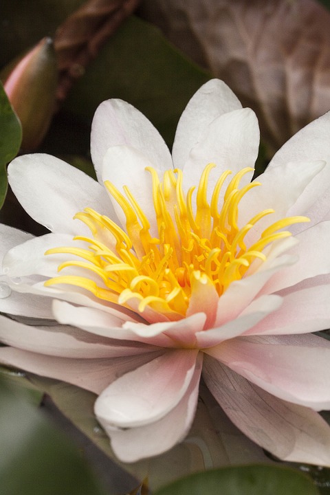 백합 - Lily, Lilium longiflorum Thunb.