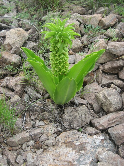 파인애플릴리 - Pineapple Lily, pineapple flowers, Eucomis