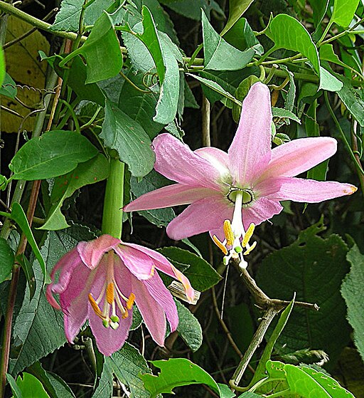 시계초 - passion flower, Passiflora caerulea