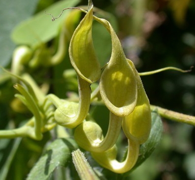 쥐방울덩굴 사진 - Aristolochia contorta Bunge Photos