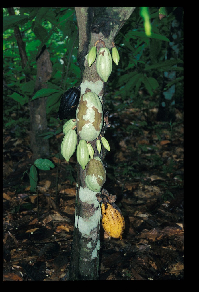 카카오 - Cacao tree, cocoa tree, Theobroma cacao