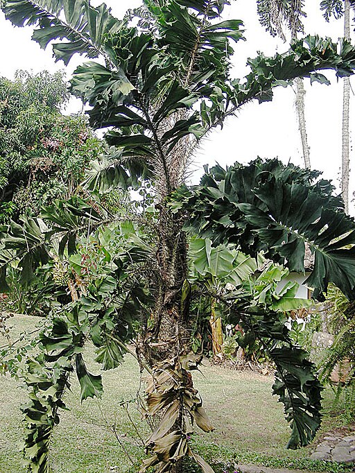 가시공작야자 - Coyure palm, Ruffle palm, Aiphanes horrida (Jacq.)