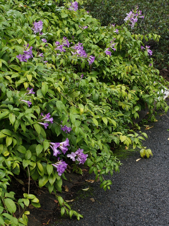 마늘덩굴 - Garlic Vine, Wild Garlic, Ajo Sacha, Amethyst Vine, Mansoa alliacea