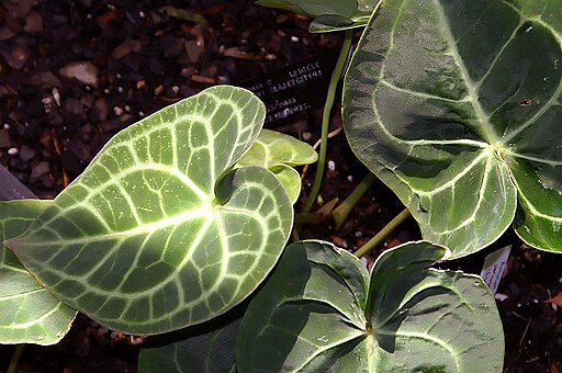 안시리움 클라리너비움 - Anthurium clarinervium