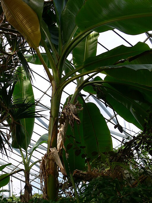 다이질링 바나나 - Darjeeling Banana, Sikkim Hardy Banana, Red Banana Tree, Musa sikkimensis