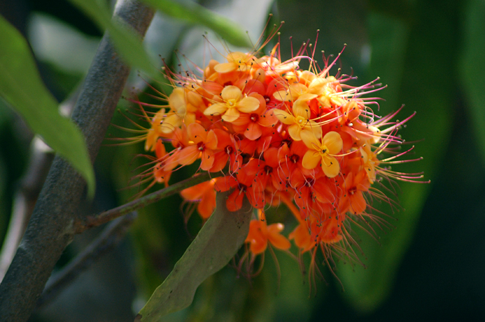 아소카나무 - Ashok, Asoka-tree, Saraca indica L.