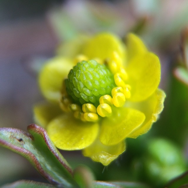 왜젓가락풀 - Ranunculus silerifolius H. Lév.